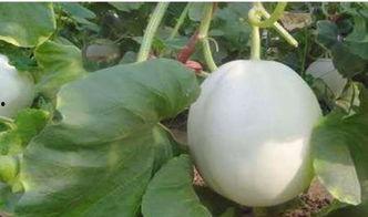 天天吃白兰瓜,品味生活，尽享甘甜