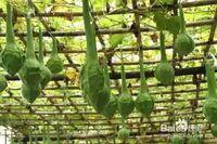 鹤首瓜怎么吃最好,解锁美味新体验