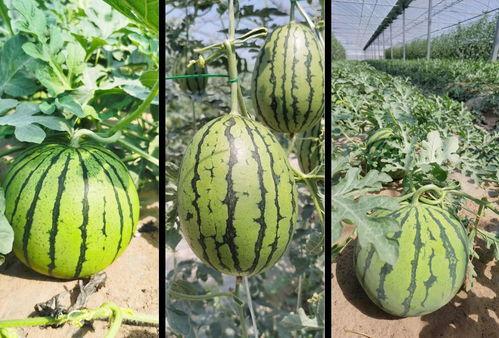 瓜甜剧情都甜吃瓜群众