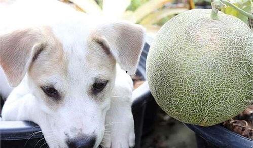 狗可以吃蜜瓜干吗,蜜瓜干，狗狗可以吃吗？