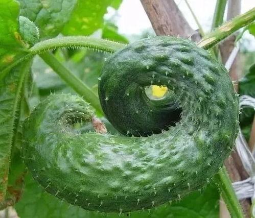 弯瓜怎么吃,探索美味与营养的完美结合