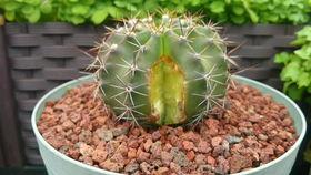 鹤楷吃瓜,揭秘娱乐圈那些不为人知的幕后故事