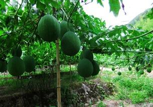 脑血栓吃吊瓜好吗,脑血栓患者食用吊瓜的适宜性探讨