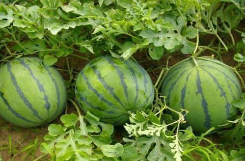 吃瓜了吃瓜了原创,揭秘娱乐圈最新热点事件